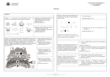 BIOLOGÍA Prueba de evaluación de Bachillerato para el acceso a la Universidad EBAU Curso 20182019 OPCIÓN A Pregunta 1 Las moléculas aquí esquematizadas pueden ser a Clasifique las moléculas representadas en la monómeros o constituyentes de biomoléculas más complejas imagen adjunta e indica cuál de estas moléculas están presentes en el ácido desoxirribonucleico Calificación máxima 10 b Represente cuatro biomoléculas complejas formadas por dos o más de los monómeros detallando el enlace químico u…