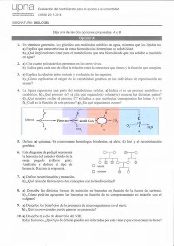 upna Evaluación del bachillerato para el acceso a la universidad tJt CURSO 20172018 ASIGNATURA BIOLOGÍA Elija una de las dos opciones propuestas A o B Opción A l En términos generales los glúcidos son moléculas solubles en agua mientras que los lípidos no a Explica que características de estas biomoléculas determinan su solubilidad b Qué implicaciones tiene para el metabolismo que una biomolécula que sea soluble o insoluble en agua 2 a Cita cuatro polisacáridos presentes en los seres vivos b In…