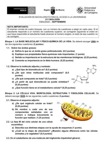 EVALUACIÓN DE BACHILLERATO PARA EL ACCESO A LA UNIVERSIDAD 211 BIOLOGÍA EBAU2020  SEPTIEMBRE NOTA IMPORTANTE El examen consta de cuatro bloques con un número de cuestiones a elegir en cada caso Si el estudiante responde a un número de cuestiones superior se corregirán siguiendo el orden en que haya respondido el estudiante hasta alcanzar el número exigido el resto de esa cuestión no se corregirá Bloque 1 LA BASE MOLECULAR Y FÍSICOQUÍMICA DE LA VIDA Se deberá escoger UNA de las dos siguientes cu…