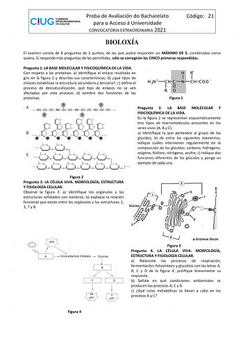 Proba de Avaliación do Bacharelato para o Acceso á Universidade CONVOCATORIA EXTRAORDINARIA 2021 Código 21 BIOLOXÍA El examen consta de 8 preguntas de 2 puntos de las que podrá responder un MÁXIMO DE 5 combinadas como quiera Si responde más preguntas de las permitidas sólo se corregirán las CINCO primeras respondidas Pregunta 1 LA BASE MOLECULAR Y FISICOQUÍMICA DE LA VIDA Con respeto a las proteínas a identifique el enlace resaltado en gris en la figura 1 y describa sus características b qué ti…