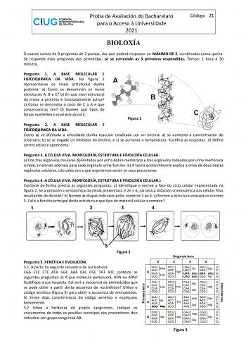 Proba de Avaliación do Bacharelato para o Acceso á Universidade 2021 Código 21 BIOLOXÍA O exame consta de 8 preguntas de 2 puntos das que poderá respostar un MÁXIMO DE 5 combinadas como queira Se responde mais preguntas das permitidas só se correxirán as 5 primeiras respondidas Tempo 1 hora e 30 minutos Pregunta 1 A BASE MOLECULAR E FISÍCOQUÍMICA DA VIDA Na figura 1 represéntanse os niveis estruturais dunha proteína a Como se denominan os niveis estruturais A B e C b En que nivel estrutural da …