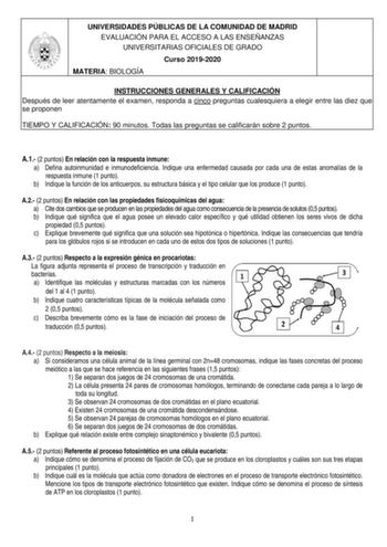 UNIVERSIDADES PÚBLICAS DE LA COMUNIDAD DE MADRID EVALUACIÓN PARA EL ACCESO A LAS ENSEÑANZAS UNIVERSITARIAS OFICIALES DE GRADO Curso 20192020 MATERIA BIOLOGÍA INSTRUCCIONES GENERALES Y CALIFICACIÓN Después de leer atentamente el examen responda a cinco preguntas cualesquiera a elegir entre las diez que se proponen TIEMPO Y CALIFICACIÓN 90 minutos Todas las preguntas se calificarán sobre 2 puntos A1 2 puntos En relación con la respuesta inmune a Defina autoinmunidad e inmunodeficiencia Indique un…