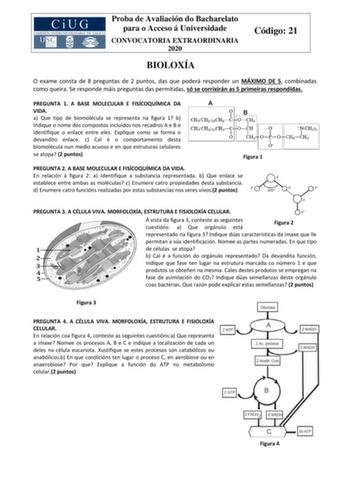 Proba de Avaliación do Bacharelato para o Acceso á Universidade CONVOCATORIA EXTRAORDINARIA 2020 Código 21 BIOLOXÍA O exame consta de 8 preguntas de 2 puntos das que poderá responder un MÁXIMO DE 5 combinadas como queira Se responde máis preguntas das permitidas só se corrixirán as 5 primeiras respondidas PREGUNTA 1 A BASE MOLECULAR E FISÍCOQUÍMICA DA VIDA a Que tipo de biomolécula se representa na figura 1 b Indique o nome dos compostos incluídos nos recadros A e B e identifique o enlace entre…