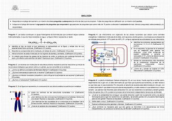 Prueba de evaluación de Bachillerato para el acceso a la Universidad EBAU CURSO 202223 BIOLOGÍA  Responda en el pliego del examen a un máximo de cinco preguntas cualesquiera de entre las diez que se proponen Todas las preguntas se calificarán con un máximo de 2 puntos  Indique en el pliego del examen la agrupación de preguntas que responderá agrupaciones de preguntas que sumen más de 10 puntos conllevarán la anulación de las últimas preguntas seleccionadas yo respondidas Pregunta 1 Los lípidos …