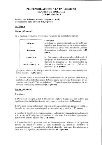 PRUEBAS DE ACCESO A LA UNIVERSIDAD EXAMEN DE BIOLOGÍA CURSO 20152016 Realizar una de las dos opciones propuestas A o B Cada cuestión tiene un valor de 125 puntos OPCIÓN A Bloque 1 5 puntos En la figura se observa una secuencia de reacciones del metabolismo celular Glucosa  Piruvato  AcetilCoA 1 T COi  H20  ATP Cuestiones a Indique los grupos principales de biornoléculas orgánicas que intervienen en la actividad celular asociando a cada uno de ellas una función Describa el concepto de bioelement…