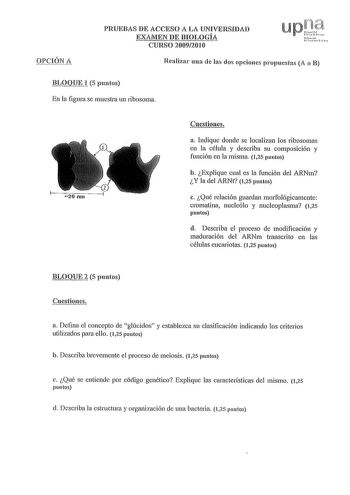 QPCIOJIA PRUEBAS DE ACCESO A LA UNIVERSIDAD EXAMEN DE BIOLOGÍA CURSO 20092010 Realizar mrn de las dos opciones propuestas A o B ttQQtl 5 puntos En la figura se muestra un ribosoma Cuestiones a Indique donde se localizan los ribosomas en la célula y describa su composición y función en la misma 125 puntos b Explique cual es la función del ARNm Y la del ARNt 125 puntos c Qué relación guardan morfológicamente cromatina nucleólo y nucleoplasma 125 puntos d Describa el proceso de modificación y madu…