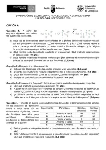 EVALUACIÓN DE BACHILLERATO PARA EL ACCESO A LA UNIVERSIDAD 211 BIOLOGÍA SEPTIEMBRE 2019 OPCIÓN A Cuestión 1 A partir del esquema siguiente responda a las cuestiones planteadas a Qué tipo de biomoléculas están representadas en la primera parte de la ecuación y cuáles son sus principales características Qué representan R1 y R2 Qué nombre recibe el enlace que se produce Indique la procedencia de los átomos de hidrógeno y de oxígeno de la molécula de agua que se libera en la reacción 1 pto b Qué no…