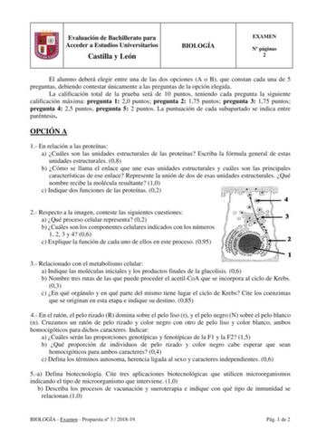 Evaluación de Bachillerato para Acceder a Estudios Universitarios Castilla y León BIOLOGÍA EXAMEN N páginas 2 El alumno deberá elegir entre una de las dos opciones A o B que constan cada una de 5 preguntas debiendo contestar únicamente a las preguntas de la opción elegida La calificación total de la prueba será de 10 puntos teniendo cada pregunta la siguiente calificación máxima pregunta 1 20 puntos pregunta 2 175 puntos pregunta 3 175 puntos pregunta 4 25 puntos pregunta 5 2 puntos La puntuaci…