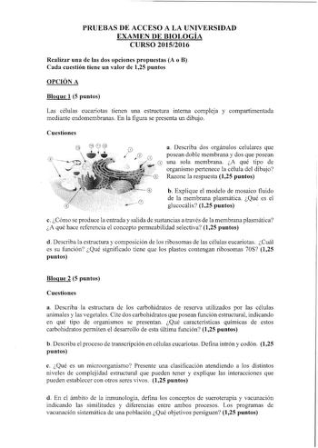 PRUEBAS DE ACCESO A LA UNIVERSIDAD EXAMEN DE BIOLOGÍA CURSO 20152016 Realizar una de las dos opciones propuestas A o B Cada cuestión tiene un valor de 125 puntos OPCIÓN A Blogue 1 5 puntos Las células eucariotas tienen una estructura interna compleja y compartimentada mediante endomembranas En la figura se presenta un dibujo Cuestiones a Describa dos orgánulos celulares que posean doble membrana y dos que posean 1 una sola membrana A qué tipo de organismo pertenece la célula del dibujo Razone l…