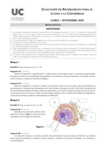 EVALUACIÓN DE BACHILLERATO PARA EL ACCESO A LA UNIVERSIDAD LOMCE  SEPTIEMBRE 2020 BIOLOGÍA INDICACIONES 1 Este examen consta de 4 cuestiones tres de ellas con dos preguntas cada una A y B y una cuarta con cuatro preguntas A B C y D En cada una de las tres primeras cuestiones 12 y 3 y entre las dos preguntas propuestas el alumno deberá escoger indistintamente una de ellas En la cuestión 4 el alumno deberá escoger indistintamente dos de las cuatro preguntas propuestas 2 Se recomienda que el orden…