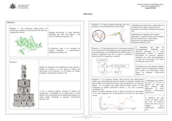 BIOLOGÍA Prueba de evaluación de Bachillerato para el acceso a la Universidad EBAU Curso 20172018 OPCIÓN A Pregunta 1 Las isomerasas aldosacetosa son enzimas que catalizan la interconversión de aldosas a componentes cetosas Explique brevemente a Qué diferencia estructural hay entre una aldosa y una cetosa Calificación máxima 10 b Relacione entre sí los conceptos de carbono asimétrico y esteroisómeros Calificación máxima 10 Pregunta 2 Indique las diferencias más significativas entre mitosis y me…