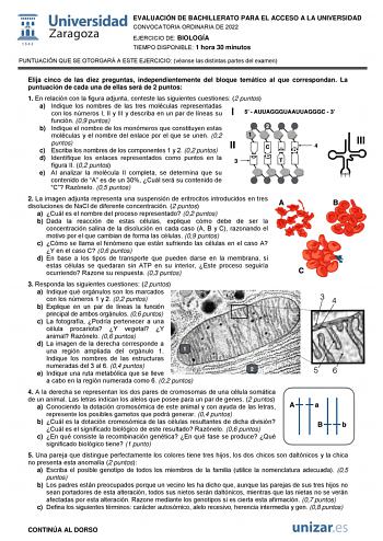 EVALUACIÓN DE BACHILLERATO PARA EL ACCESO A LA UNIVERSIDAD CONVOCATORIA ORDINARIA DE 2022 EJERCICIO DE BIOLOGÍA TIEMPO DISPONIBLE 1 hora 30 minutos PUNTUACIÓN QUE SE OTORGARÁ A ESTE EJERCICIO véanse las distintas partes del examen Elija cinco de las diez preguntas independientemente del bloque temático al que correspondan La puntuación de cada una de ellas será de 2 puntos 1 En relación con la figura adjunta conteste las siguientes cuestiones 2 puntos a Indique los nombres de las tres moléculas…