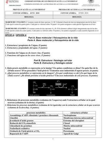 í     VALENCIANA CONSELLERIA DEDUCACIÓ COMISSIÓ GESTORA DE LES PROVES DACCÉS A LA UNIVERSITAT COMISIÓN GESTORA DE LAS PRUEBAS DE ACCESO A LA UNIVERSIDAD  111  SISTEMA UNIVERSITARI VALENCIÁ SISTE1VIA lJNIVERSITARIO VALENCIANO PROVES DACCÉS A LA UNIVERSITAT CONVOCATRIA JUNY 2010 PRUEBAS DE ACCESO A LA UNIVERSIDAD CONVOCATORIA JUNIO 2010 BIOLOGIA BIOLOGÍA BAREM DE LEXAMENLexamenconstadeduesopcionsA iBLalumneahaurdetriarneíntegramentunadelesdues CadaopcióconstadequatrepartsCadapartesvalorarsobre10p…