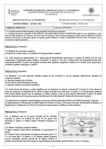 COMISSIÓ GESTORA DELS PROVES DACCÉS A LA UNIVERSITAT COMISIÓN GESTORA DE LAS PRUEBAS DE ACCESO A LA UNIVERSIDAD PROVES DACCÉS A LA UNIVERSITAT PRUEBAS DE ACCESO A LA UNIVERSIDAD CONVOCATRIA JULIOL 2021 CONVOCATORIA JULIO 2021 Assignatura BIOLOGIA Asignatura BIOLOGÍA 1 Lexamen consta de huit preguntes i cada pregunta conté diverses qestions 2 Lalumnat haur de respondre ÚNICAMENT a QUATRE PREGUNTES COMPLETES amb les seues qestions a triar entre les huit propostes en lexamen En el cas que es respo…