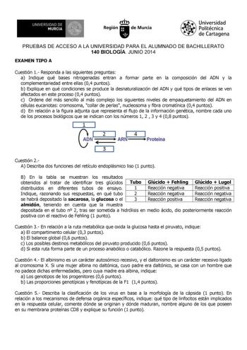 UNIVERSIDAD DE 1 MURCIA 1 Ih Región de Murcia Universidad Politécnica de Cartagena PRUEBAS DE ACCESO A LA UNIVERSIDAD PARA EL ALUMNADO DE BACHILLERATO 140 BIOLOGÍA JUNIO 2014 EXAMEN TIPO A Cuestión 1 Responda a las siguientes preguntas a Indique qué bases nitrogenadas entran a formar parte en la composición del ADN y la complementariedad entre ellas 04 puntos b Explique en qué condiciones se produce la desnaturalización del ADN y qué tipos de enlaces se ven afectados en este proceso 04 puntos c…