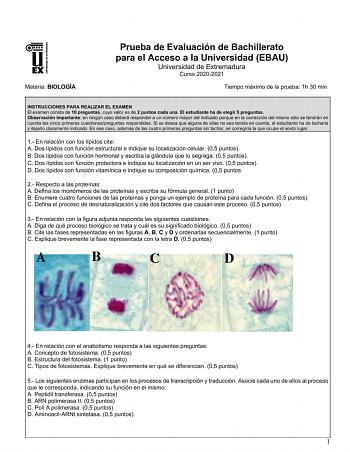 Materia BIOLOGÍA Prueba de Evaluación de Bachillerato para el Acceso a la Universidad EBAU Universidad de Extremadura Curso 20202021 Tiempo máximo de la prueba 1h 30 min INSTRUCCIONES PARA REALIZAR EL EXAMEN El examen consta de 10 preguntas cuyo valor es de 2 puntos cada una El estudiante ha de elegir 5 preguntas Observación importante en ningún caso deberá responder a un número mayor del indicado porque en la corrección del mismo sólo se tendrán en cuenta las cinco primeras cuestionespreguntas…