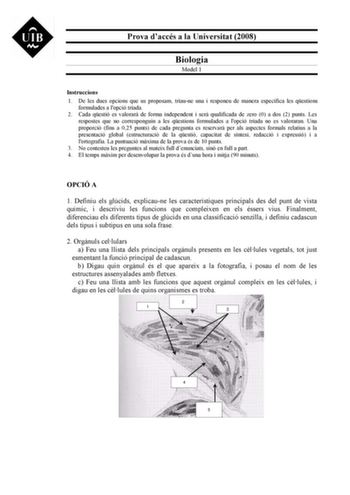 Prova daccés a la Universitat 2008 Biologia Model 1 Instruccions 1 De les dues opcions que us proposam triaune una i responeu de manera específica les qestions formulades a lopció triada 2 Cada qestió es valorar de forma independent i ser qualificada de zero 0 a dos 2 punts Les respostes que no corresponguin a les qestions formulades a lopció triada no es valoraran Una proporció fins a 025 punts de cada pregunta es reservar per als aspectes formals relatius a la presentació global estructuració…