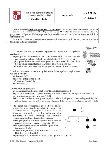 Evaluación de Bachillerato para el Acceso a la Universidad Castilla y León BIOLOGÍA EXAMEN N páginas 2 El alumno deberá elegir un máximo de 5 preguntas de las diez ofertadas en el anverso y reverso de esta hoja La calificación total de la prueba será de 10 puntos La calificación máxima de cada pregunta es de 2 puntos En las preguntas la puntuación de cada uno de los subapartados se indica entre paréntesis Sólo se corregirán las cinco primeras preguntas desarrolladas en el examen y que no aparez…