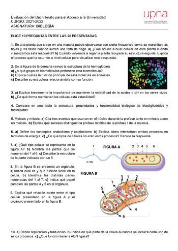 Evaluación del Bachillerato para el Acceso a la Universidad CURSO 20212022 ASIGNATURA BIOLOGÍA upna Universidad Pública de Navarra Nafarroako Unibertsitate Publikoa ELIGE 10 PREGUNTAS ENTRE LAS 20 PRESENTADAS 1 En una planta que crece en una maceta puede observarse con cierta frecuencia como se marchitan las hojas y los tallos cuando sufren una falta de riego a Qué ocurre a nivel celular en esta planta cuando visualizamos esta respuesta b Cuando volvemos a regar la planta recupera su estructura…