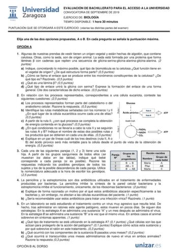 EVALUACIÓN DE BACHILLERATO PARA EL ACCESO A LA UNIVERSIDAD CONVOCATORIA DE SEPTIEMBRE DE 2019 EJERCICIO DE BIOLOGÍA TIEMPO DISPONIBLE 1 hora 30 minutos PUNTUACIÓN QUE SE OTORGARÁ A ESTE EJERCICIO véanse las distintas partes del examen Elija una de las dos opciones propuestas A o B En cada pregunta se señala la puntuación máxima OPCIÓN A 1 Algunas de nuestras prendas de vestir tienen un origen vegetal y están hechas de algodón que contiene celulosa Otras como la seda son de origen animal La seda…