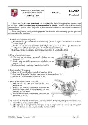 Evaluación de Bachillerato para el Acceso a la Universidad Castilla y León BIOLOGÍA EXAMEN N páginas 2 El alumno deberá elegir un máximo de 5 preguntas de las diez ofertadas en el anverso y reverso de esta hoja La calificación total de la prueba será de 10 puntos La calificación máxima de cada pregunta es de 2 puntos En las preguntas la puntuación de cada uno de los subapartados se indica entre paréntesis Sólo se corregirán las cinco primeras preguntas desarrolladas en el examen y que no aparez…