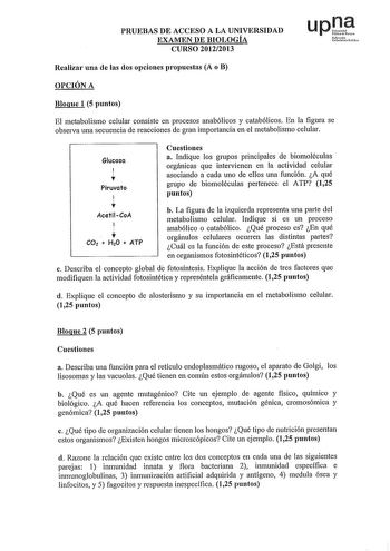 PRUEBAS DE ACCESO A LA UNIVERSIDAD EXAMEN DE BIOLOGÍA CURSO 20122013 upJ hlfmNb uoniuro Ftho Realizar una de las dos opciones propuestas A o B OPCIÓN A Bloque 1 5 puntos El metabolismo celular consiste en procesos anabólicos y catabólicos En la figura se observa una secuencia de reacciones de gran importancia en el metabolismo celular Glucosa 1 t Piruvato 1 t AcetilCoA t CO2  H20  ATP Cuestiones a Indique los grupos principales de biomoléculas orgánicas que intervienen en la actividad celular a…