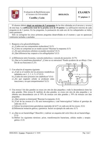 Evaluación de Bachillerato para el Acceso a la Universidad Castilla y León BIOLOGÍA EXAMEN N páginas 2 El alumno deberá elegir un máximo de 5 preguntas de las diez ofertadas en el anverso y reverso de esta hoja La calificación total de la prueba será de 10 puntos La calificación máxima de cada pregunta es de 2 puntos En las preguntas la puntuación de cada uno de los subapartados se indica entre paréntesis Sólo se corregirán las cinco primeras preguntas desarrolladas en el examen y que no aparez…