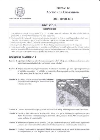 PRUEBAS DE A CCFSO A LA U NIVERSIDAD LOE  JUNIO 20 11 BIOLOGÍA IN DICACIONES 1 Ese exomer consto de dos oxio11es 1 v y 2 ccr siete cueslioes codc tiro De eltrebs dos opciores poouestos e alumno deberó escoger vno poro responder   El o cmno ho de 1d icor de ironca crYO io opción eleg ido  y el ri o e a cueslié n q Je d esorro loá o cor tinuacióo se reorniBndc que el orden sea el Mismo q ue se esoblece en este c uestionario  3  f l ejecicio se pur lúo sobre iO 10los los cuestiones ienen 19uol pur…