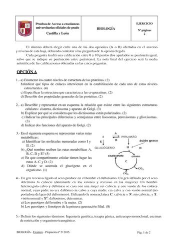 Pruebas de Acceso a enseñanzas universitarias oficiales de grado Castilla y León BIOLOGÍA EJERCICIO N páginas 2 El alumno deberá elegir entre una de las dos opciones A o B ofertadas en el anverso y reverso de esta hoja debiendo contestar a las preguntas de la opción elegida Cada pregunta tendrá una calificación entre 0 y 10 puntos los apartados se puntuarán igual salvo que se indique su puntuación entre paréntesis La nota final del ejercicio será la media aritmética de las calificaciones obteni…