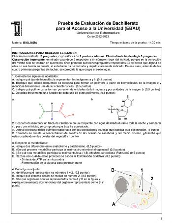 Materia BIOLOGÍA Prueba de Evaluación de Bachillerato para el Acceso a la Universidad EBAU Universidad de Extremadura Curso 20222023 Tiempo máximo de la prueba 1h 30 min INSTRUCCIONES PARA REALIZAR EL EXAMEN El examen consta de 10 preguntas cuyo valor es de 2 puntos cada una El estudiante ha de elegir 5 preguntas Observación importante en ningún caso deberá responder a un número mayor del indicado porque en la corrección del mismo sólo se tendrán en cuenta las cinco primeras cuestionespreguntas…