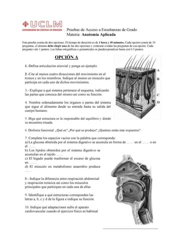 Pruebas de Acceso a Enseñanzas de Grado Materia Anatomía Aplicada Esta prueba consta de dos opciones El tiempo de duración es de 1 hora y 30 minutos Cada opción consta de 10 preguntas el alumno debe elegir una de las dos opciones y contestar a todas las preguntas de esa opción Cada pregunta vale 1 puntos Las faltas ortográficas o gramaticales se pueden penalizar hasta con 05 puntos OPCIÓN A 1Defina articulación sinovial y ponga un ejemplo 2Cite al menos cuatro direcciones del movimiento en el t…