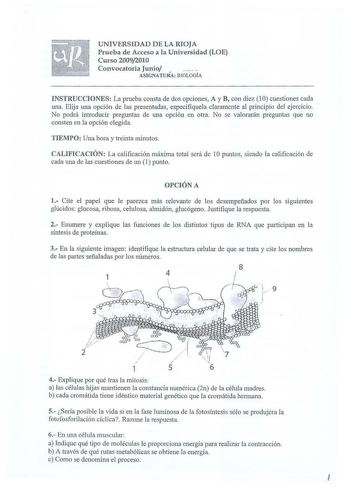 UNIVERSIDAD D E LA RIOJA Prueba de Acceso a a Universidad LOE Curso 20092010 Convocatoria Junio ASIGNATURA BIOLOGÍA INSTRUCCIONES La prueba consta de dos opciones A y B con diez 1 O cuestiones cada una Elija una opción de las presentadas especifíquela claramente al principio del ejercicio No podrá introducir preguntas de una opción en otra No se valorarán preguntas que no consten en la opción elegida TIEMPO Una hora y treinta minutos CALIFICACIÓN La calificación máxima total será de 1O puntos s…