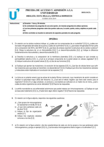 PRUEBA DE ACCESO Y ADMISIÓN A LA UNIVERSIDAD ANDALUCÍA CEUTA MELILLA y CENTROS en MARRUECOS CURSO 20182019 BIOLOGÍA Instrucciones a Duración 1 hora y 30 minutos b Se contestarán las preguntas de una sola opción sin mezclar preguntas de ambas opciones c Las tres primeras preguntas valen dos puntos cada una la cuarta quinta sexta y séptima un punto cada una d Entre corchetes se muestra la valoración de aspectos parciales de cada pregunta  OPCIÓN A 1 En relación con los ácidos nucleicos indique a …