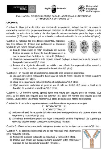 EVALUACIÓN DE BACHILLERATO PARA EL ACCESO A LA UNIVERSIDAD 211 BIOLOGÍA SEPTIEMBRE 2017 OPCIÓN A Cuestión 1 Diga qué es la estructura primaria de las proteínas indique qué tipo de enlace la caracteriza y nombre los grupos químicos que participan en el mismo 075 ptos Indique qué se entiende por estructura terciaria y cite dos tipos de uniones existentes para dar lugar a esta estructura 075 ptos Explique qué se entiende por desnaturalización de una proteína 05 ptos Cuestión 2 Observe los tres dib…