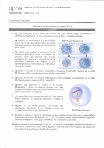 upna Evaluación del bachillerato para el acceso a la universidad lJnlveridad Plíbllca de Navarra Naferroalo lhbertsale Publikoa CURSO 2018  2019 ASIGNAT URA BIOLOGÍA Elija una de las dos opciones propuestas A o B OpciQn A l a Qué naturaleza qumuca tienen las enzimas b Qué función tienen las enzimas en el metabolismo e Explica las bases del mecanismo de acción de estas biomoléculas 2 a Identifica las situaciones A y B en el dibujo  2017 Pearson Education lnc que se expone a continuación y explic…