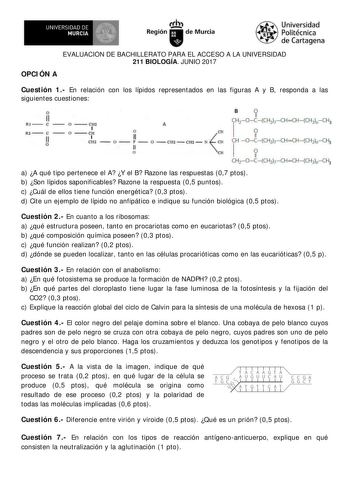 EVALUACIÓN DE BACHILLERATO PARA EL ACCESO A LA UNIVERSIDAD 211 BIOLOGÍA JUNIO 2017 OPCI ÓN A Cuestión 1 En relación con los lípidos representados en las figuras A y B responda a las siguientes cuestiones 3 3 3 a A qué tipo pertenece el A Y el B Razone las respuestas 07 ptos b Son lípidos saponificables Razone la respuesta 05 puntos c Cuál de ellos tiene función energética 03 ptos d Cite un ejemplo de lípido no anfipático e indique su función biológica 05 ptos Cuestión 2 En cuanto a los ribosoma…