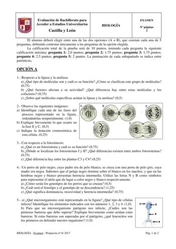 Evaluación de Bachillerato para Acceder a Estudios Universitarios Castilla y León BIOLOGÍA EXAMEN N páginas 2 El alumno deberá elegir entre una de las dos opciones A o B que constan cada una de 5 preguntas debiendo contestar únicamente a las preguntas de la opción elegida La calificación total de la prueba será de 10 puntos teniendo cada pregunta la siguiente calificación máxima pregunta 1 20 puntos pregunta 2 175 puntos pregunta 3 175 puntos pregunta 4 25 puntos pregunta 5 2 puntos La puntuaci…