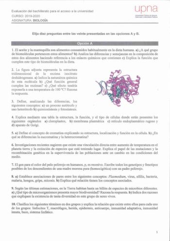 Evaluación del bachillerato para el acceso a la universidad CURSO 20192020 ASIGNATURA BIOLOGÍA upna Universidad Pública de Navarra Nalanoako Unlbetsitale PJbl1koa Elija diez preguntas entre las veinte presentadas en las opciones A y B Opción A 1 El aceite y la mantequilla son alimentos consumidos habitualmente en la dieta humana a A qué grupo de biomoléculas pertenecen estos alimentos b Analiza las diferencias y semejanzas en la composición de estos dos alimentos haciendo referencia a los enlac…