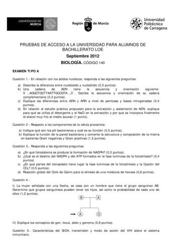 M  UNIVERSIDAD DE MURCIA    I Región de Murcia Universidad Politécnica de Cartagena PRUEBAS DE ACCESO A LA UNIVERSIDAD PARA ALUMNOS DE BACHILLERATO LOE Septiembre 2012 BIOLOGÍA CÓDIGO 140 EXAMEN TIPO A Cuestión 1 En relación con los ácidos nucleicos responda a las siguientes preguntas a Describa la diferencia entre nucleósido y nucleótido 03 puntos b Una cadena de ADN tiene la secuencia y orientación siguiente 5AGGCTGCTTAATTGCCGTA3 Escriba la secuencia y orientación de su cadena complementaria …