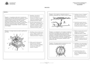 nversidad de Ovied UUmmuucrrssiidty6odfOUuUiIéeUdo o BIOLOGÍA Pruebas de evaluación de Bachillerato para el acceso a la Universidad EBAU Curso 20162017 OPCIÓN A Pregunta 1 La membrana celular aísla el contenido de la célula del resto del medio interno de los organismos En ella se producen procesos en los que salen hacia el exterior o entran en la célula sustancias como iones minerales moléculas de pequeño tamaño o agua Algunos de estos intercambios de sustancias entre la célula y el medio inter…