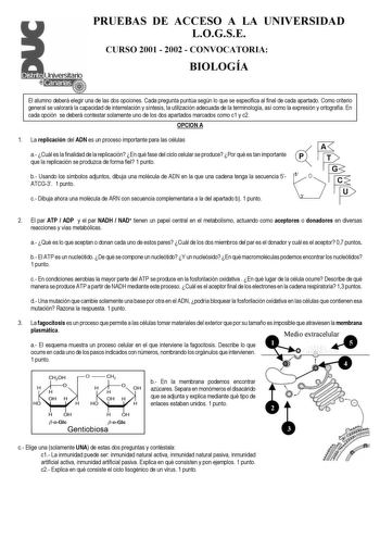 PRUEBAS DE ACCESO A LA UNIVERSIDAD LOGSE CURSO 2001  2002  CONVOCATORIA BIOLOGÍA El alumno deberá elegir una de las dos opciones Cada pregunta puntúa según lo que se especifica al final de cada apartado Como criterio general se valorará la capacidad de interrelación y síntesis la utiOlizPaCciIóÓnNadAecuada de la terminología así como la expresión y ortografía En cada opción se deberá contestar solamente uno de los dos apartados marcados como c1 y c2 OPCION A 1 La replicación del ADN es un proce…