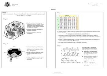 Universidad de Ovieclo OPCIÓN A Se debe de contestar los 4 bloques En cada bloque la valoración máxima de los apartados a y b será de 1 punto y el c 05 puntos Bloque 1 a Describa una función de los siguientes orgánulos o estructuras celulares retículo endoplásmico rugoso aparato de Golgi lisosomas y vacuolas Analice qué tienen en común estos orgánulos b Dibuja una mitocondria detallando sus principales estructuras c Describa la estructura y función del citoesqueleto Bloque 2 Fase X F se Y Fase …