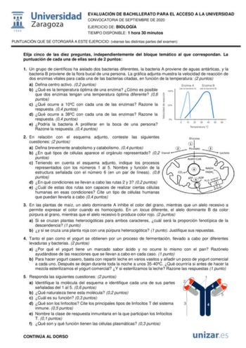 EVALUACIÓN DE BACHILLERATO PARA EL ACCESO A LA UNIVERSIDAD CONVOCATORIA DE SEPTIEMBRE DE 2020 EJERCICIO DE BIOLOGÍA TIEMPO DISPONIBLE 1 hora 30 minutos PUNTUACIÓN QUE SE OTORGARÁ A ESTE EJERCICIO véanse las distintas partes del examen Elija cinco de las diez preguntas independientemente del bloque temático al que correspondan La puntuación de cada una de ellas será de 2 puntos 1 Un grupo de científicos ha aislado dos bacterias diferentes la bacteria A proviene de aguas antárticas y la bacteria …