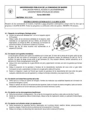 UNIVERSIDADES PÚBLICAS DE LA COMUNIDAD DE MADRID EVALUACIÓN PARA EL ACCESO A LAS ENSEÑANZAS UNIVERSITARIAS OFICIALES DE GRADO Curso 20222023 MATERIA BIOLOGÍA INSTRUCCIONES GENERALES Y CALIFICACIÓN Después de leer atentamente el examen responda a cinco preguntas cualesquiera a elegir entre las diez que se proponen CALIFICACIÓN Todas las preguntas se calificarán sobre dos puntos TIEMPO 90 minutos A1 Respecto a la morfología y fisiología celular a Nombre las estructuras señaladas del 1 al 6 en el …