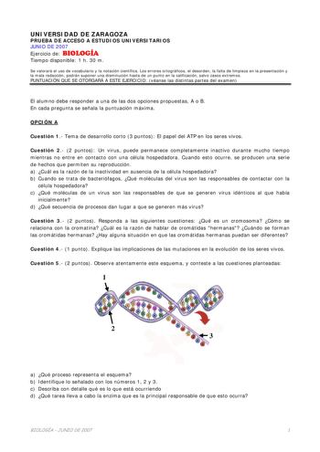 UNIVERSIDAD DE ZARAGOZA PRUEBA DE ACCESO A ESTUDIOS UNIVERSITARIOS JUNIO DE 2007 Ejercicio de BIOLOGÍA Tiempo disponible 1 h 30 m Se valorará el uso de vocabulario y la notación científica Los errores ortográficos el desorden la falta de limpieza en la presentación y la mala redacción podrán suponer una disminución hasta de un punto en la calificación salvo casos extremos PUNTUACIÓN QUE SE OTORGARÁ A ESTE EJERCICIO véanse las distintas partes del examen El alumno debe responder a una de las dos…