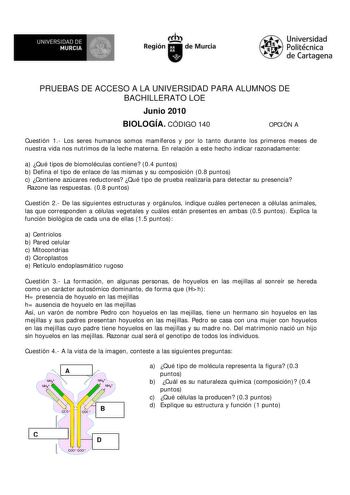 M  UNIVERSIDAD DE MURCIA    I Región de Murcia Universidad Politécnica de Cartagena PRUEBAS DE ACCESO A LA UNIVERSIDAD PARA ALUMNOS DE BACHILLERATO LOE Junio 2010 BIOLOGÍA CÓDIGO 140 OPCIÓN A Cuestión 1 Los seres humanos somos mamíferos y por lo tanto durante los primeros meses de nuestra vida nos nutrimos de la leche materna En relación a este hecho indicar razonadamente a Qué tipos de biomoléculas contiene 04 puntos b Defina el tipo de enlace de las mismas y su composición 08 puntos c Contien…