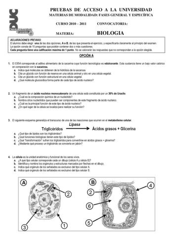 PRUEBAS DE ACCESO A LA UNIVERSIDAD MATERIAS DE MODALIDAD FASES GENERAL Y ESPECÍFICA CURSO 2010  2011 CONVOCATORIA MATERIA BIOLOGIA ACLARACIONES PREVIAS El alumno debe elegir una de las dos opciones A o B de las que presenta el ejercicio y especificarla claramente al principio del examen La opción consta de 10 preguntas que podrán contener dos o más cuestiones Cada pregunta tiene una calificación máxima de 1 punto No se valorarán las respuestas que no correspondan a la opción elegida OPCIÓN A 1 …