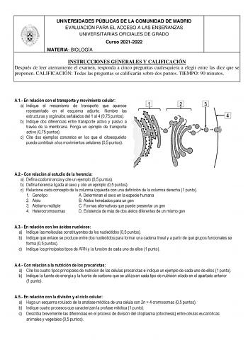 UNIVERSIDADES PÚBLICAS DE LA COMUNIDAD DE MADRID EVALUACIÓN PARA EL ACCESO A LAS ENSEÑANZAS UNIVERSITARIAS OFICIALES DE GRADO Curso 20212022 MATERIA BIOLOGÍA INSTRUCCIONES GENERALES Y CALIFICACIÓN Después de leer atentamente el examen responda a cinco preguntas cualesquiera a elegir entre las diez que se proponen CALIFICACIÓN Todas las preguntas se calificarán sobre dos puntos TIEMPO 90 minutos A1 En relación con el transporte y movimiento celular a Indique el mecanismo de transporte que aparec…