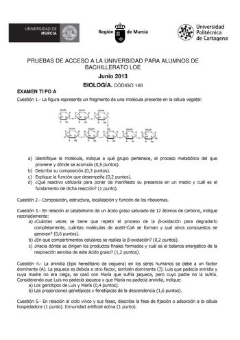 UNIVERSIDAD DE  MURCIA  Ih Región de Murcia Universidad Politécnica de Cartagena PRUEBAS DE ACCESO A LA UNIVERSIDAD PARA ALUMNOS DE BACHILLERATO LOE Junio 2013 EXAMEN TIPO A BIOLOGÍA CÓDIGO 140 Cuestión 1 La figura representa un fragmento de una molécula presente en la célula vegetal H 1  u  Lo H 011  oc nR H OH H HO O H OH  OH CltOH l t  H OH OH H O 08 H 08 H 011 a Identifique la molécula indique a qué grupo pertenece el proceso metabólico del que proviene y dónde se acumula 05 puntos b Descri…