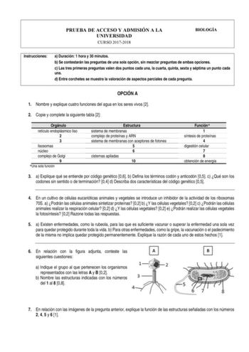 PRUEBA DE ACCESO Y ADMISIÓN A LA UNIVERSIDAD CURSO 20172018 BIOLOGÍA Instrucciones a Duración 1 hora y 30 minutos b Se contestarán las preguntas de una sola opción sin mezclar preguntas de ambas opciones c Las tres primeras preguntas valen dos puntos cada una la cuarta quinta sexta y séptima un punto cada una d Entre corchetes se muestra la valoración de aspectos parciales de cada pregunta OPCIÓN A 1 Nombre y explique cuatro funciones del agua en los seres vivos 2 2 Copie y complete la siguient…